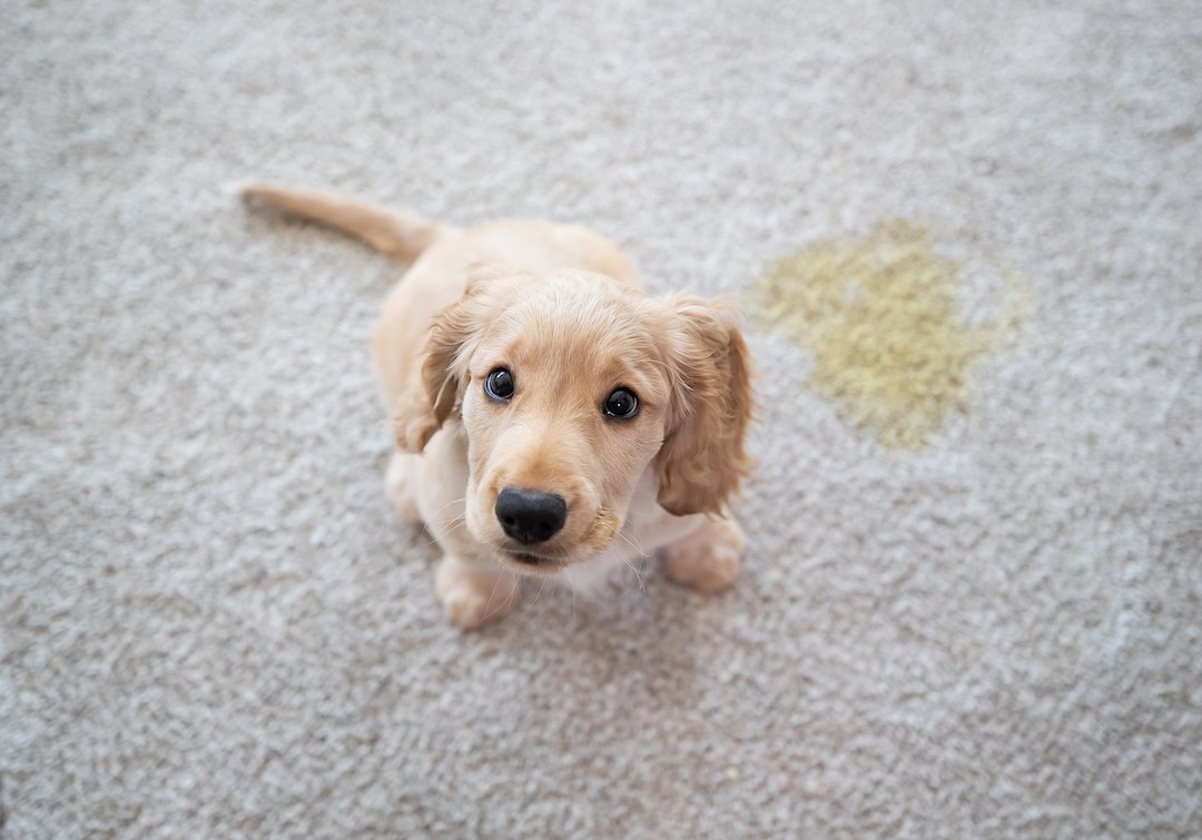 dog on carpet after accident requiring pet urine removal